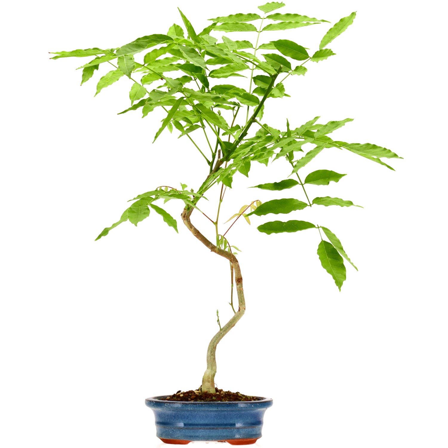 Glycine, env. 5 ans (43 cm)
