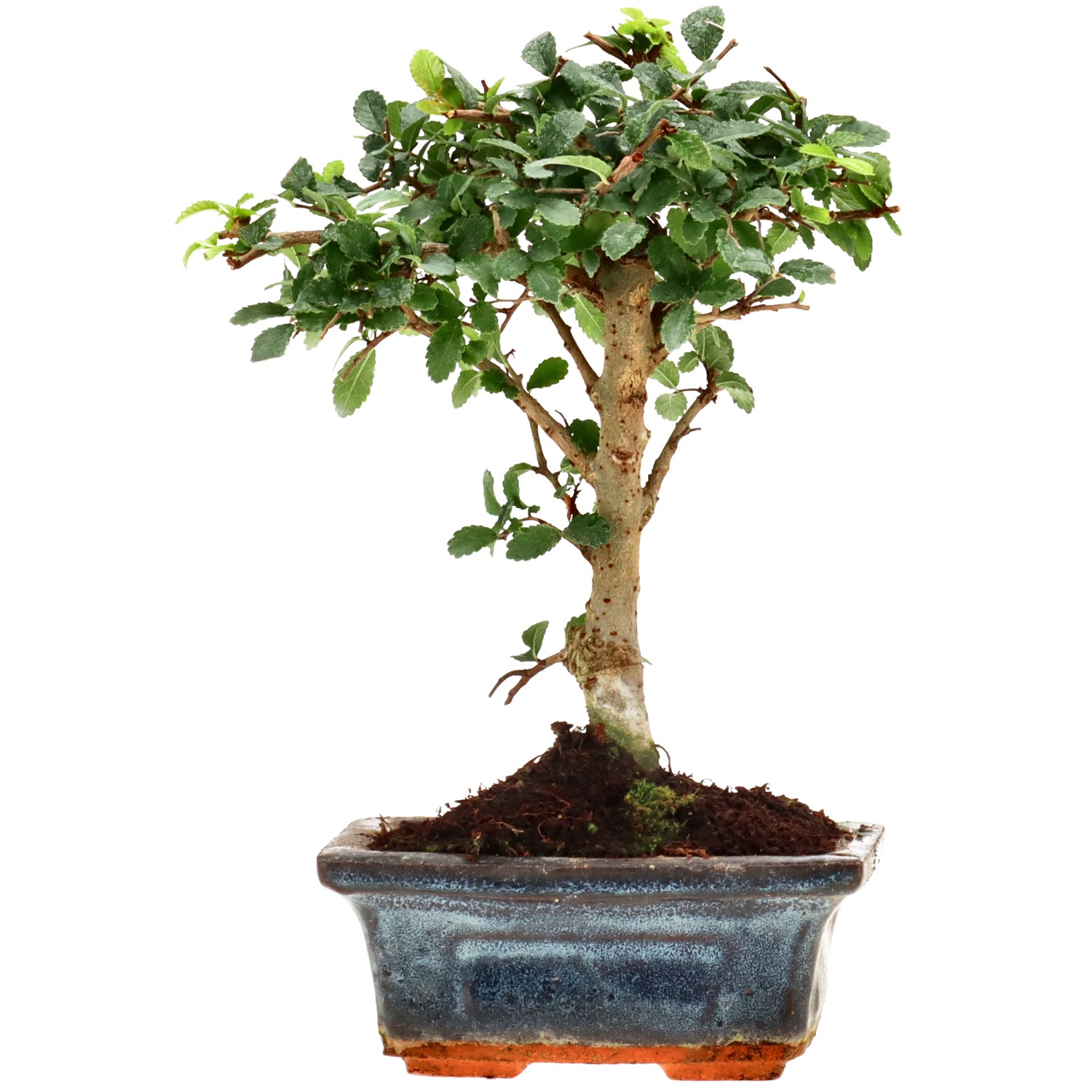 Olmo cinese, ca. 6 anni (19 cm)