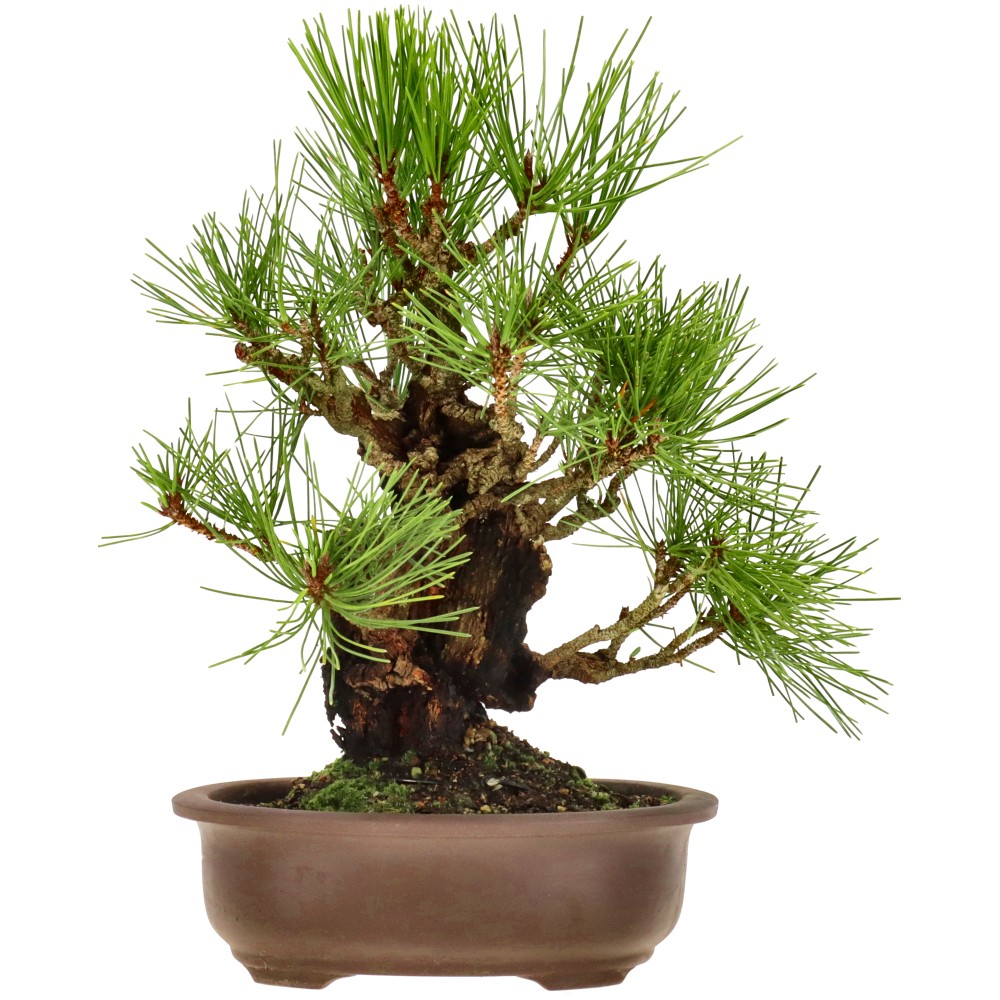 Korkrindige Schwarzkiefer, ca. 15 J. (28 cm)