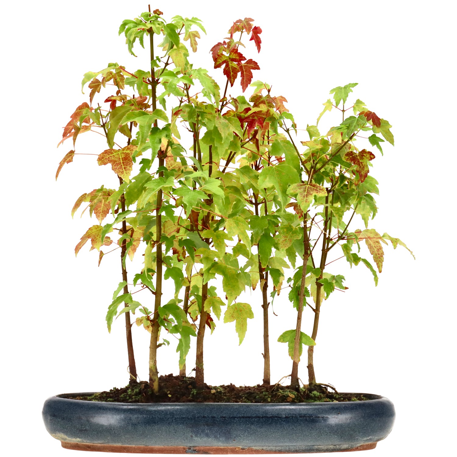 Érable trident, env. 4 ans (33 cm)