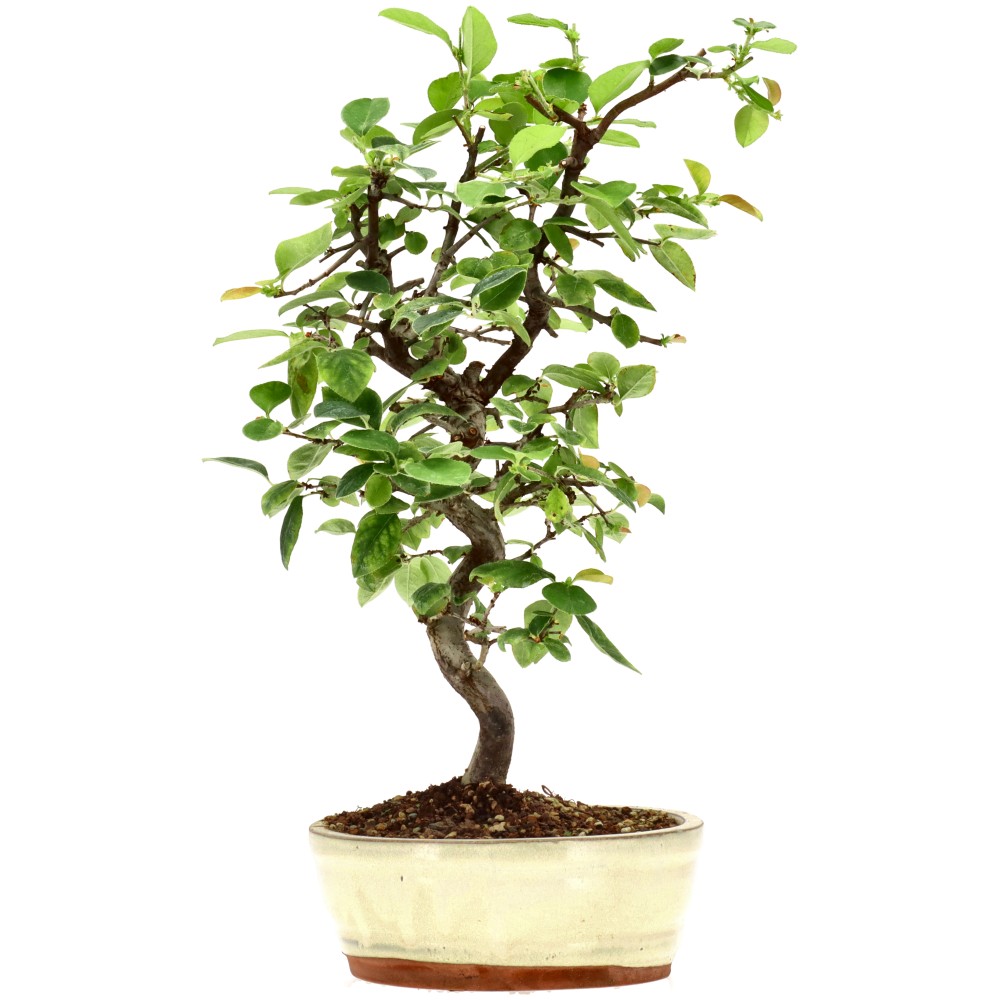 Chin. Quitte, ca. 15 J. (40 cm)