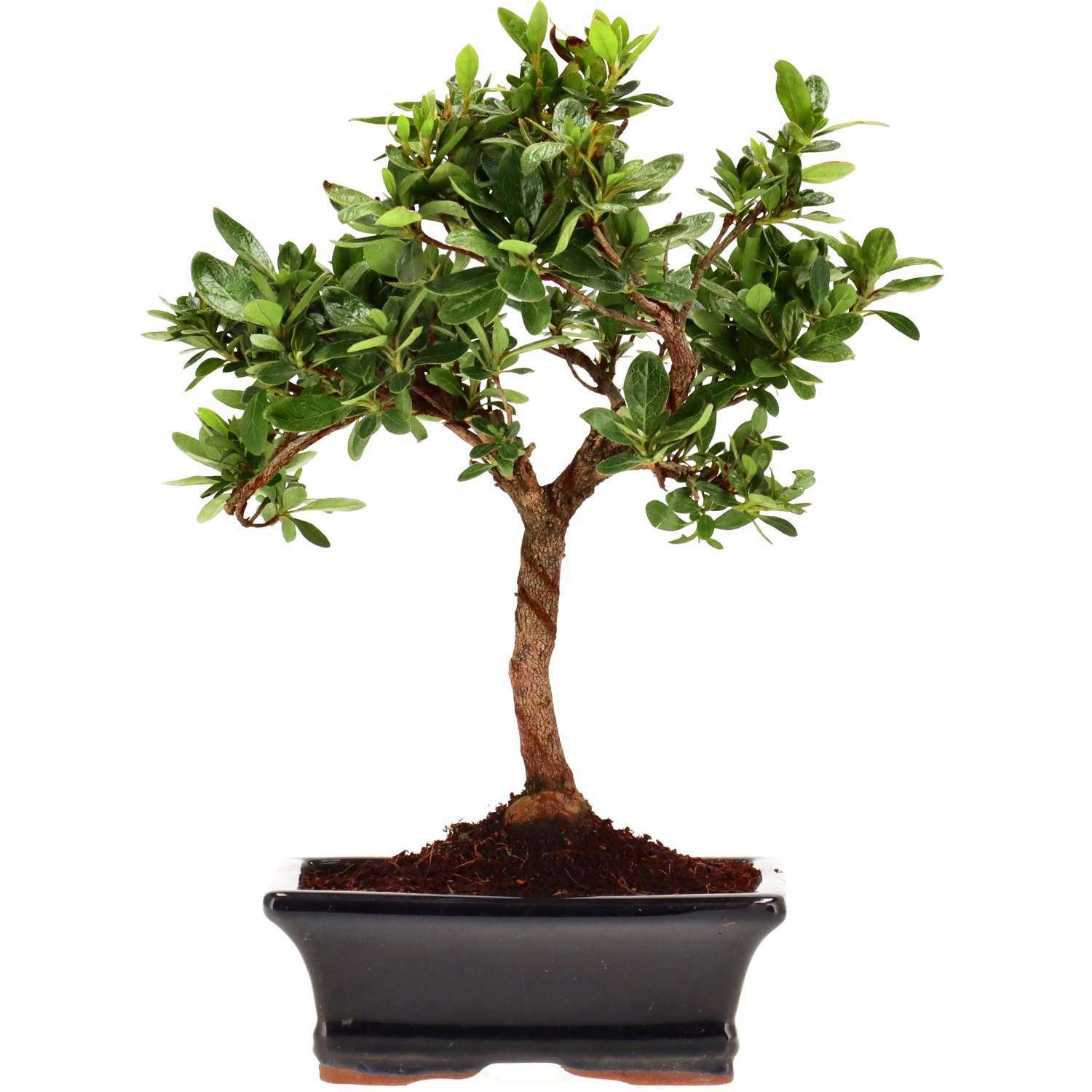 Azalée japonaise (Osakazuki), env. 8 ans (24 cm)