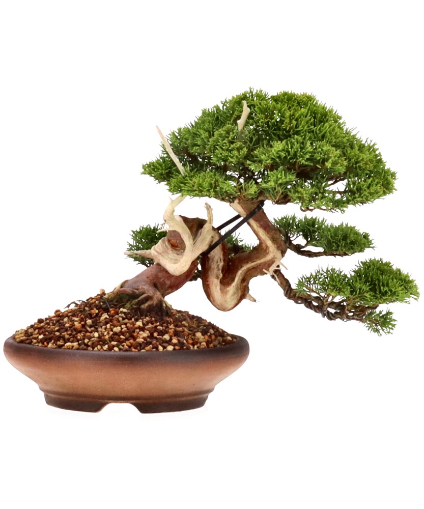 bonsai.fallbackImageTitle bonsai.fallbackImageTitle