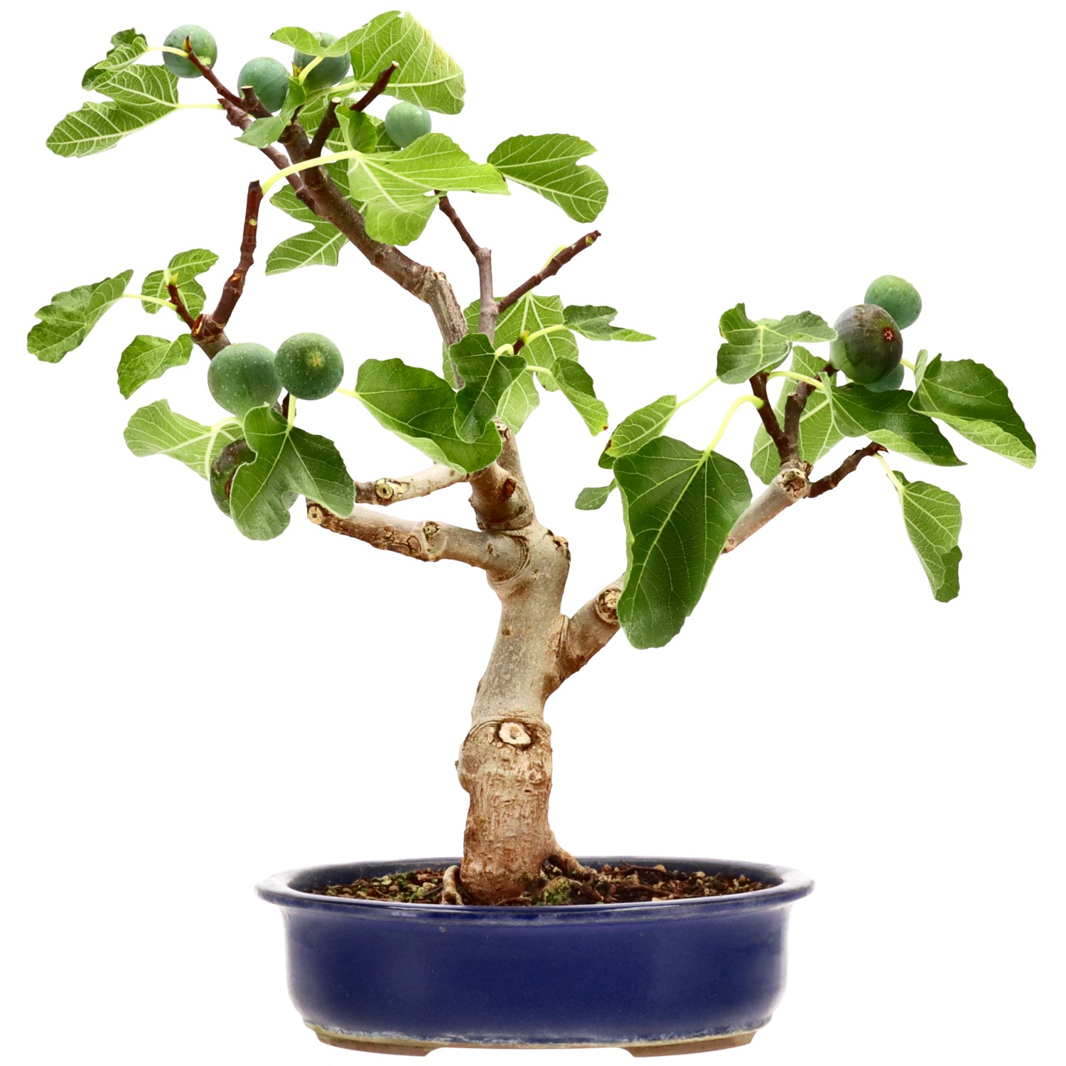 Common fig, approx. 15 y. (46 cm)