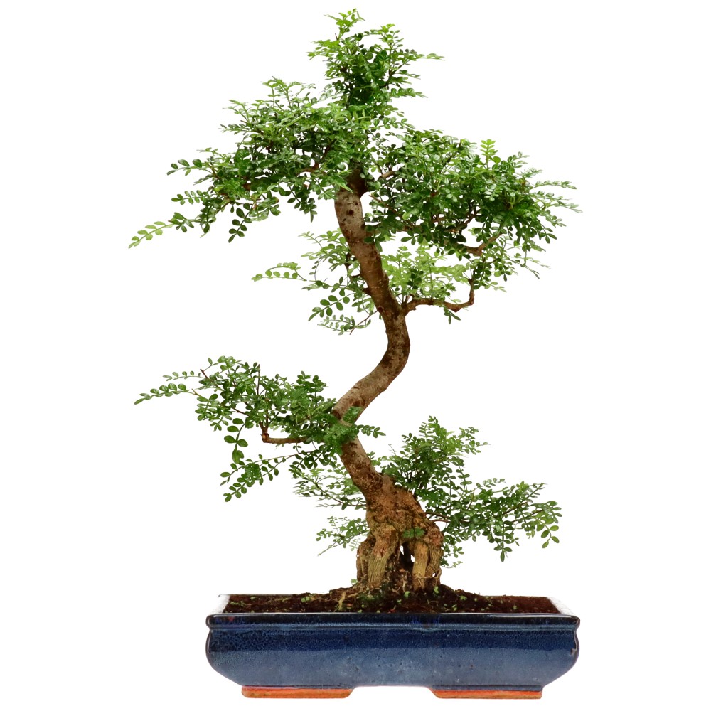 Pfefferbaum, ca. 20 J. (62 cm)