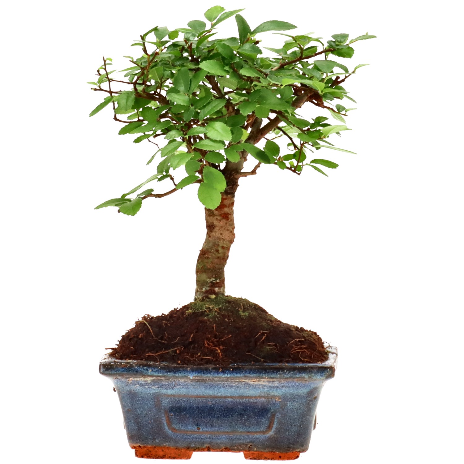 Chin. Ulme, ca. 6 J. (18 cm)