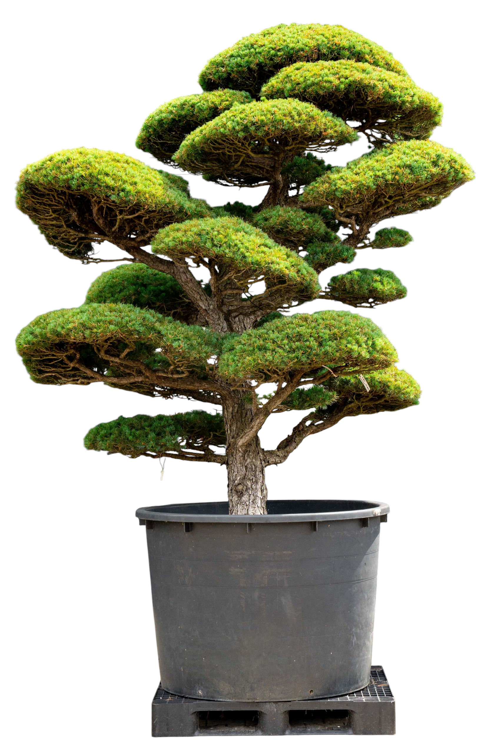 bonsai.fallbackImageTitle
