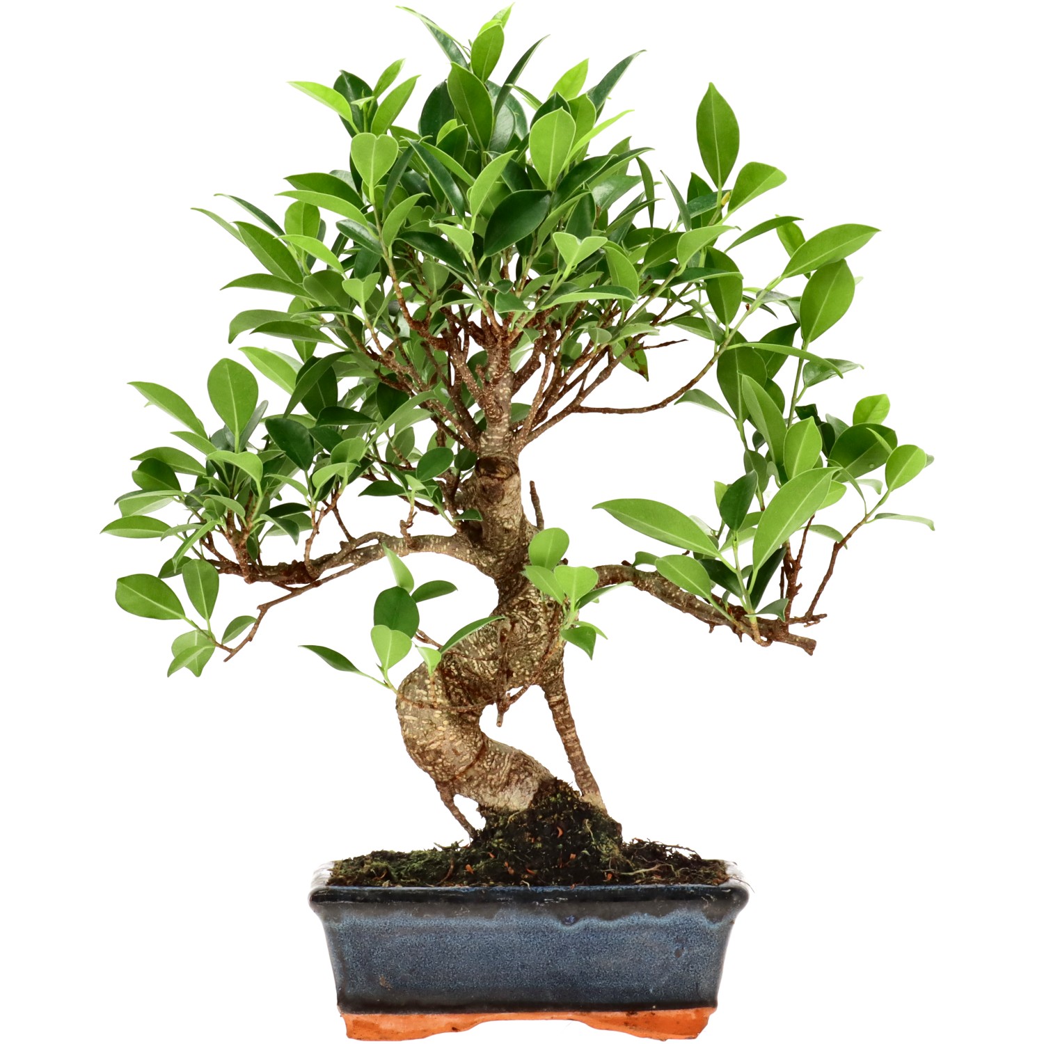 Chin. Feigenbaum (Retusa), ca. 9 J. (37 cm)