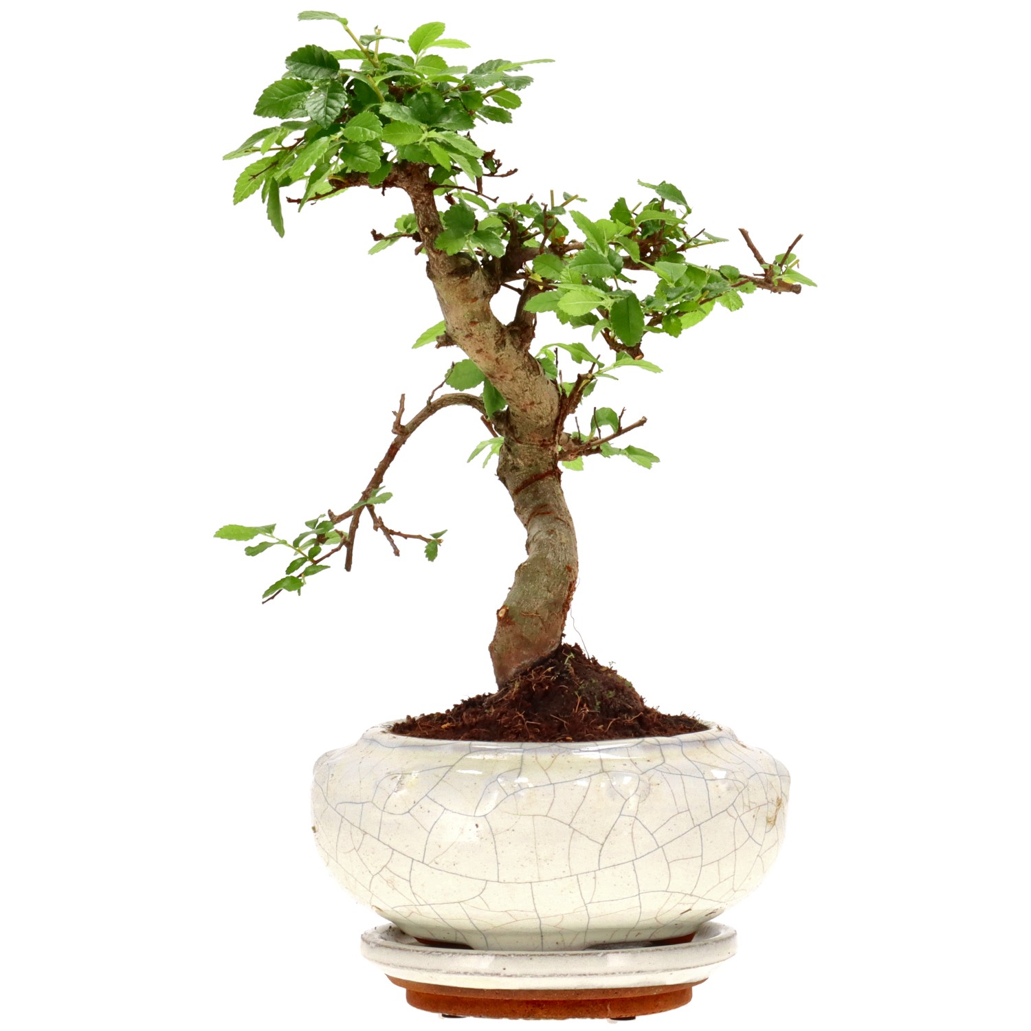 Chinese elm, approx. 9 y. (22 cm)