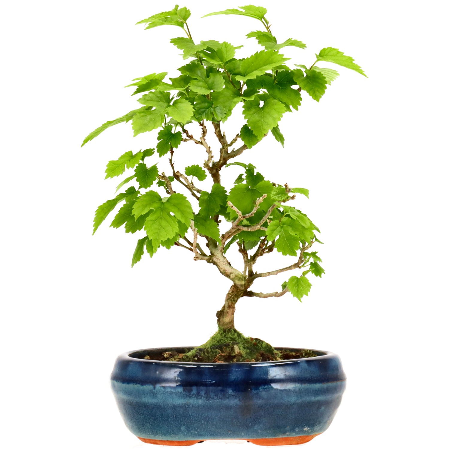 Morus sp., ca. 10 anni (23 cm)