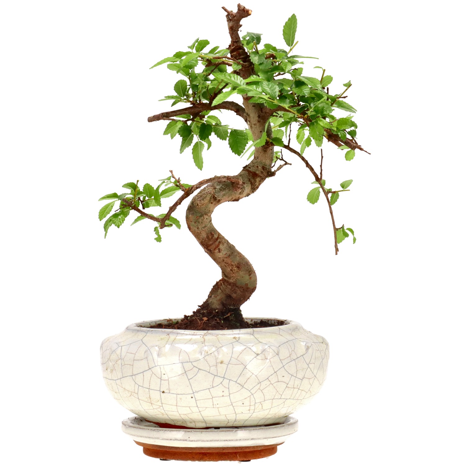 Chinese elm, approx. 9 y. (22 cm)