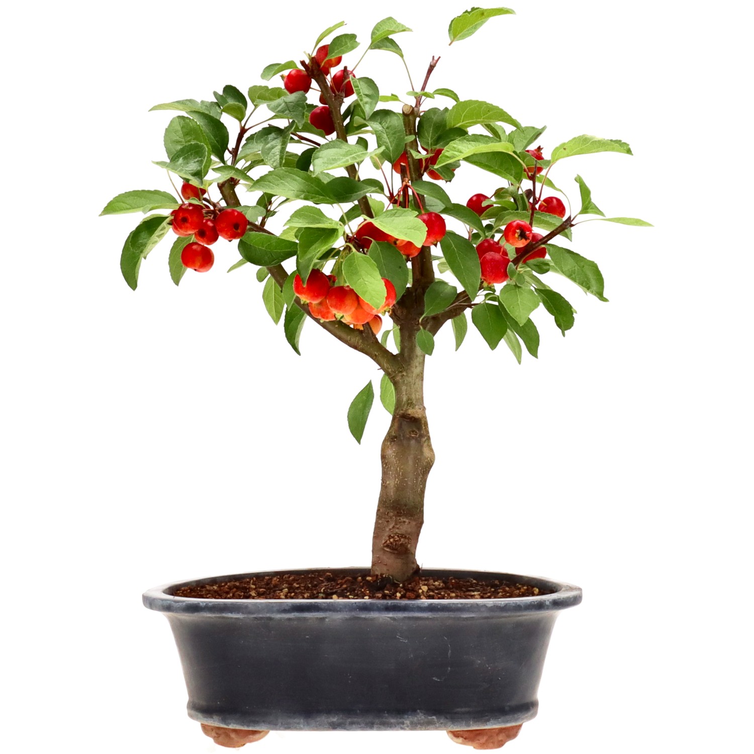 Apple tree, approx. 12 y. (38 cm)