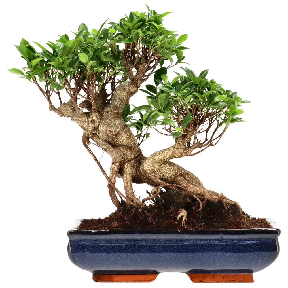 Ficus Retusa, aprox. 22 años (35 cm)