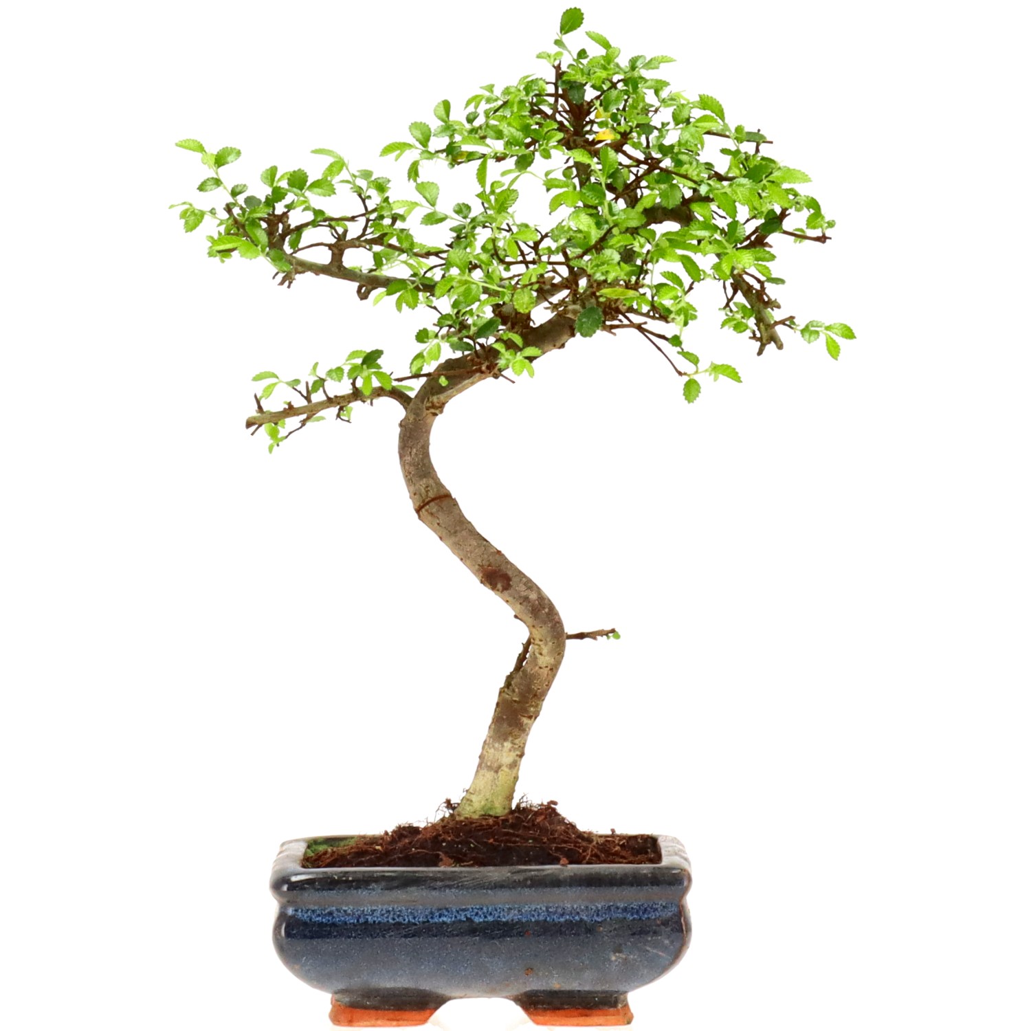 Olmo cinese, ca. 7 anni (27 cm)