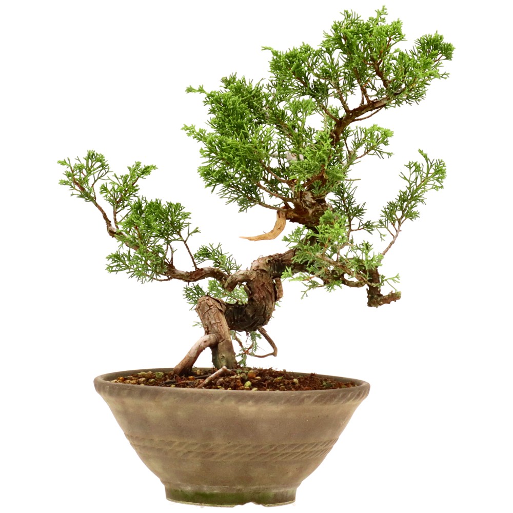 Chinese juniper, approx. 18 y. (29 cm)