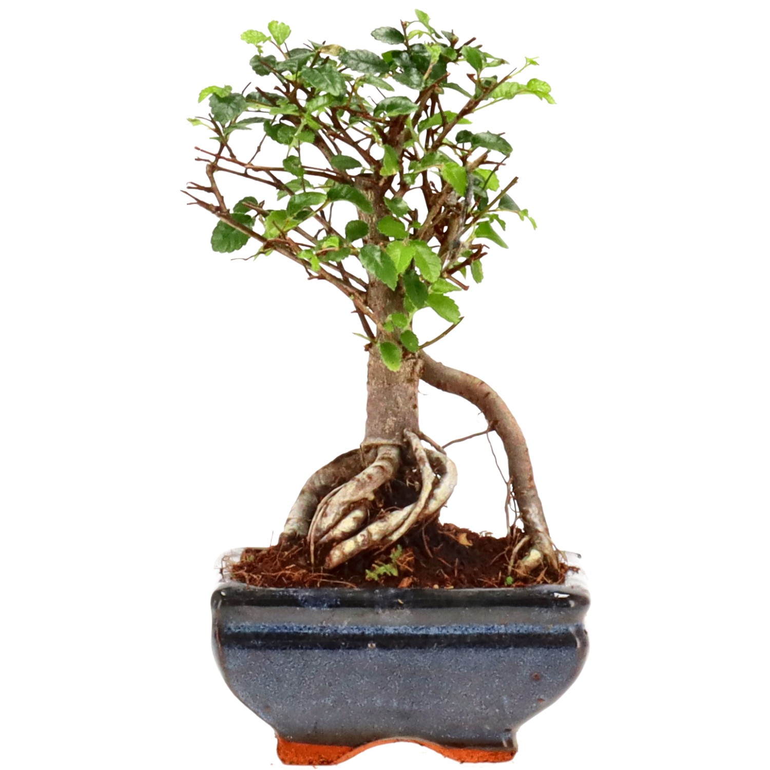 Olmo cinese, ca. 6 anni (16 cm)