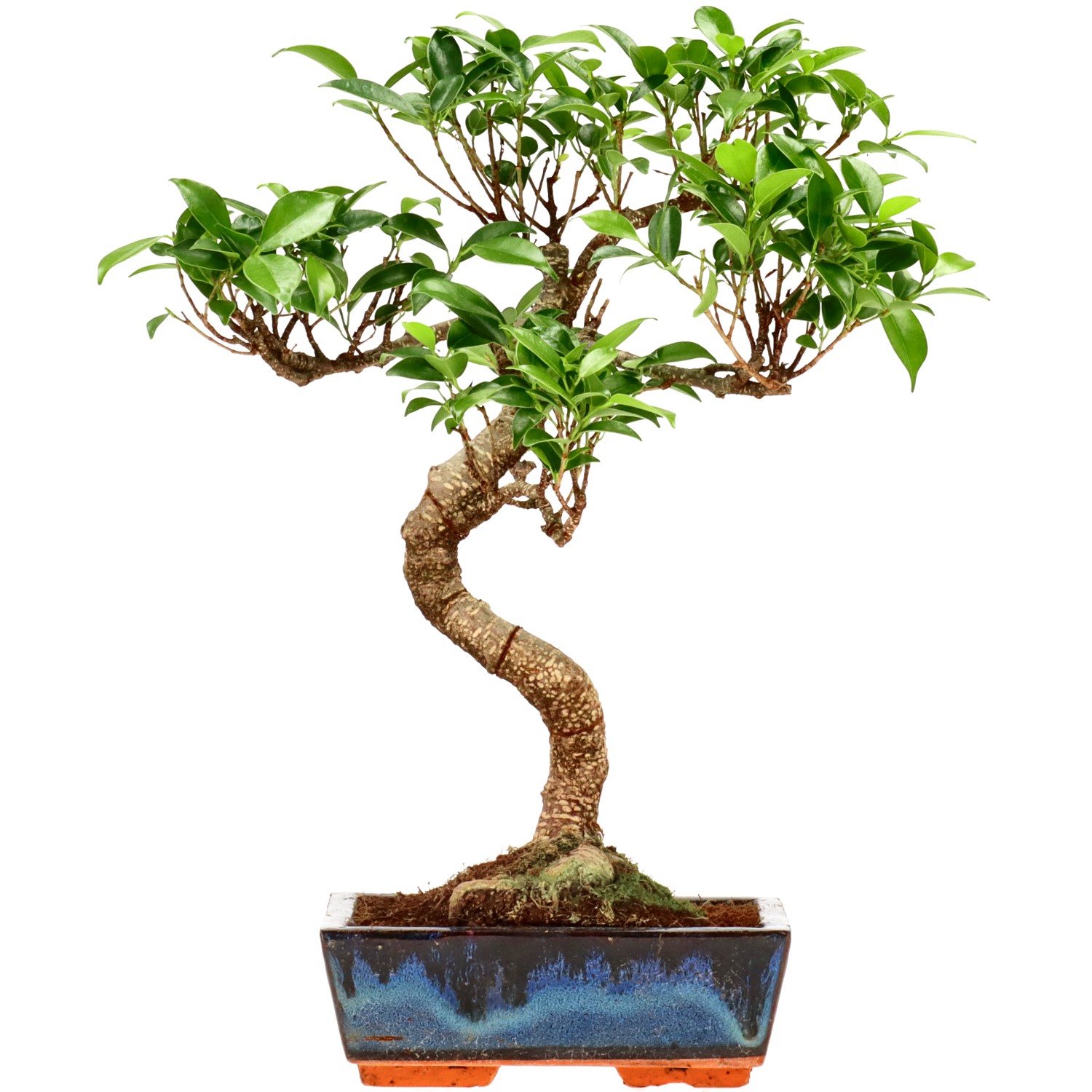 Indian Laurel, approx. 9 y. (34 cm)