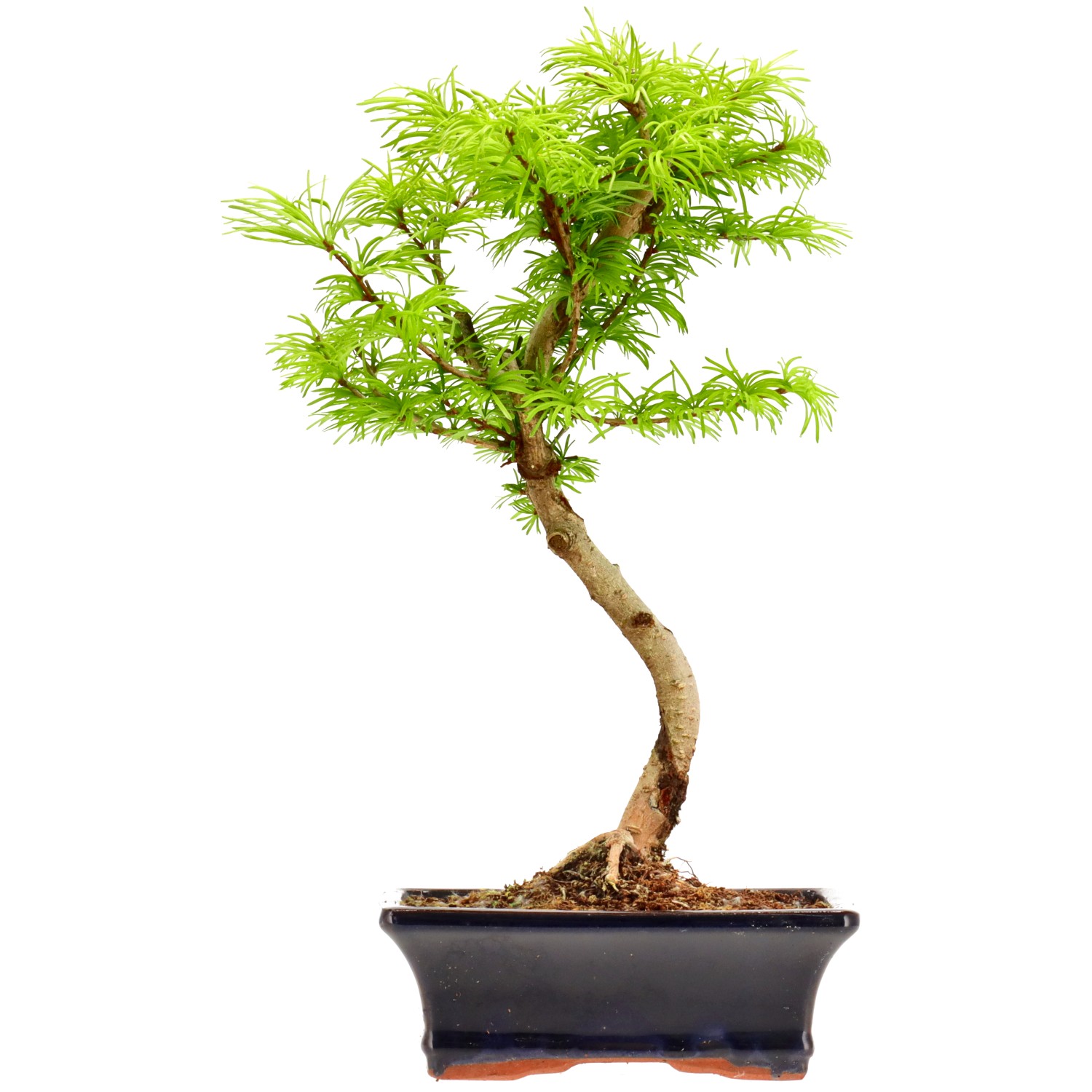 Mélèze doré de Chine, env. 10 ans (33 cm)