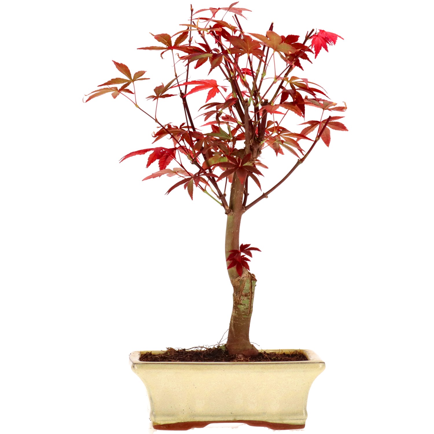 Érable du Japon (Atropurpureum), greffé, env. 9 ans (33 cm)