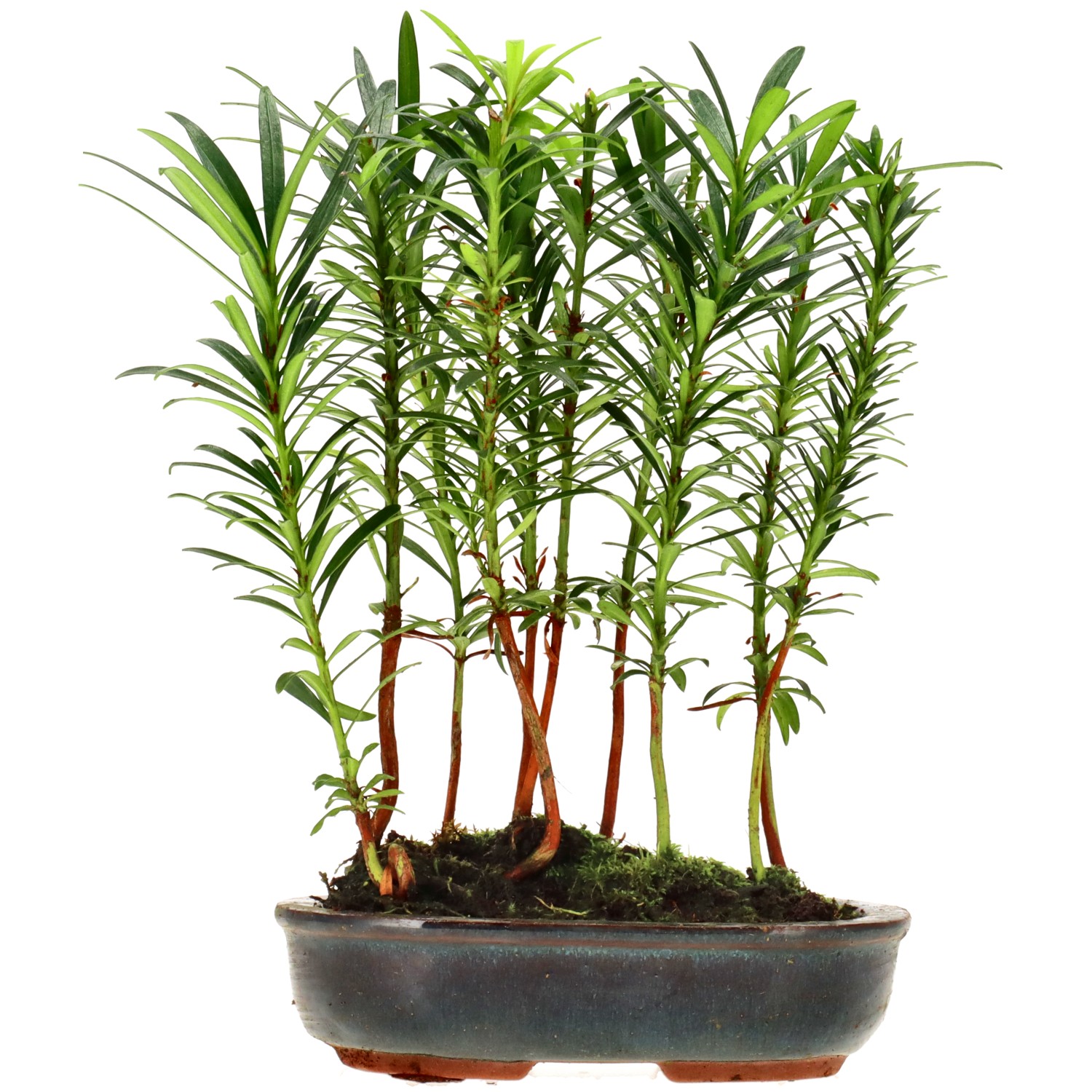 Buddhist pine, approx. 2 y. (20 cm)