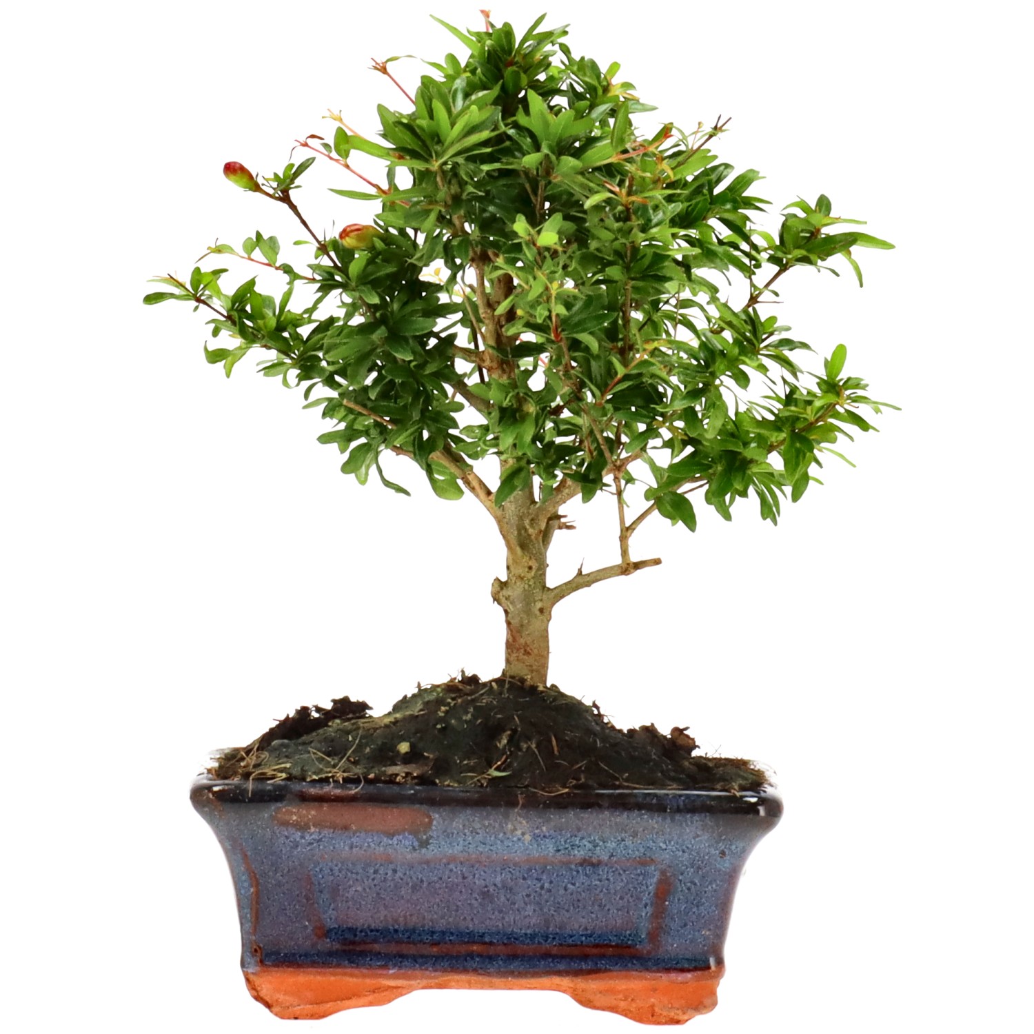 Melograno, ca. 6 anni (19 cm)