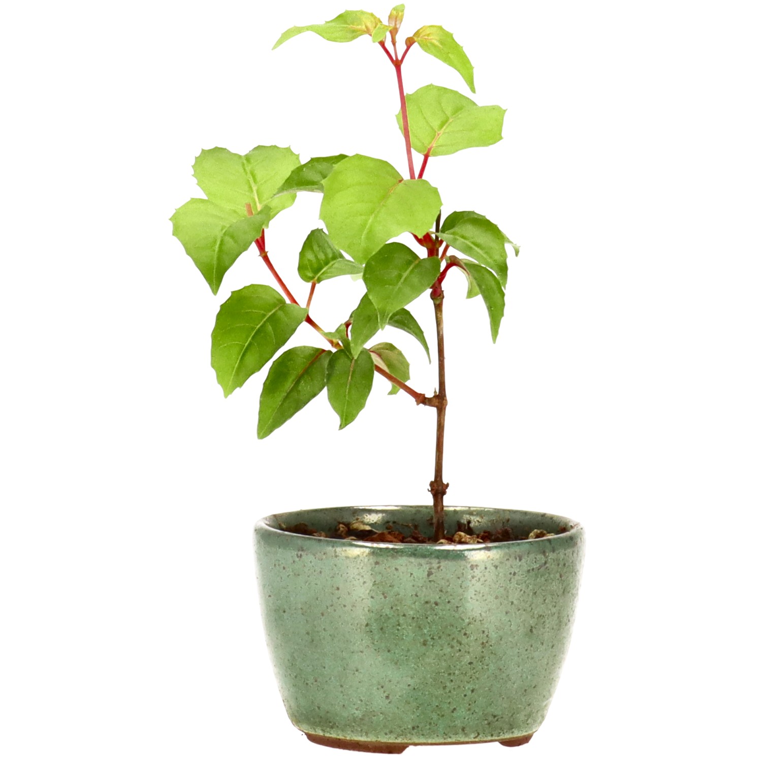 Fuchsie 'Genii', ca. 2 J. (13 cm)