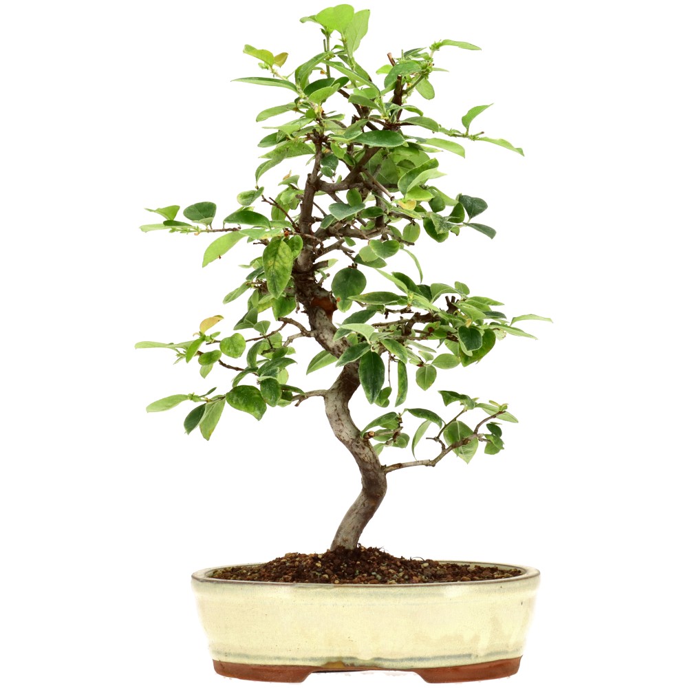 Chin. Quitte, ca. 15 J. (40 cm)
