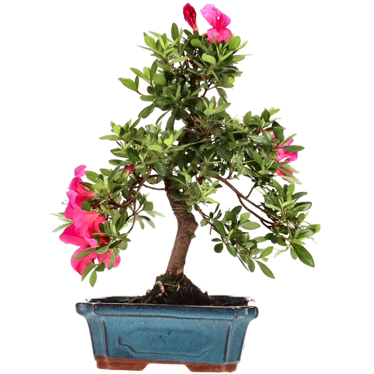 Azalea giapponese (Osakazuki), ca. 10 anni (29 cm)