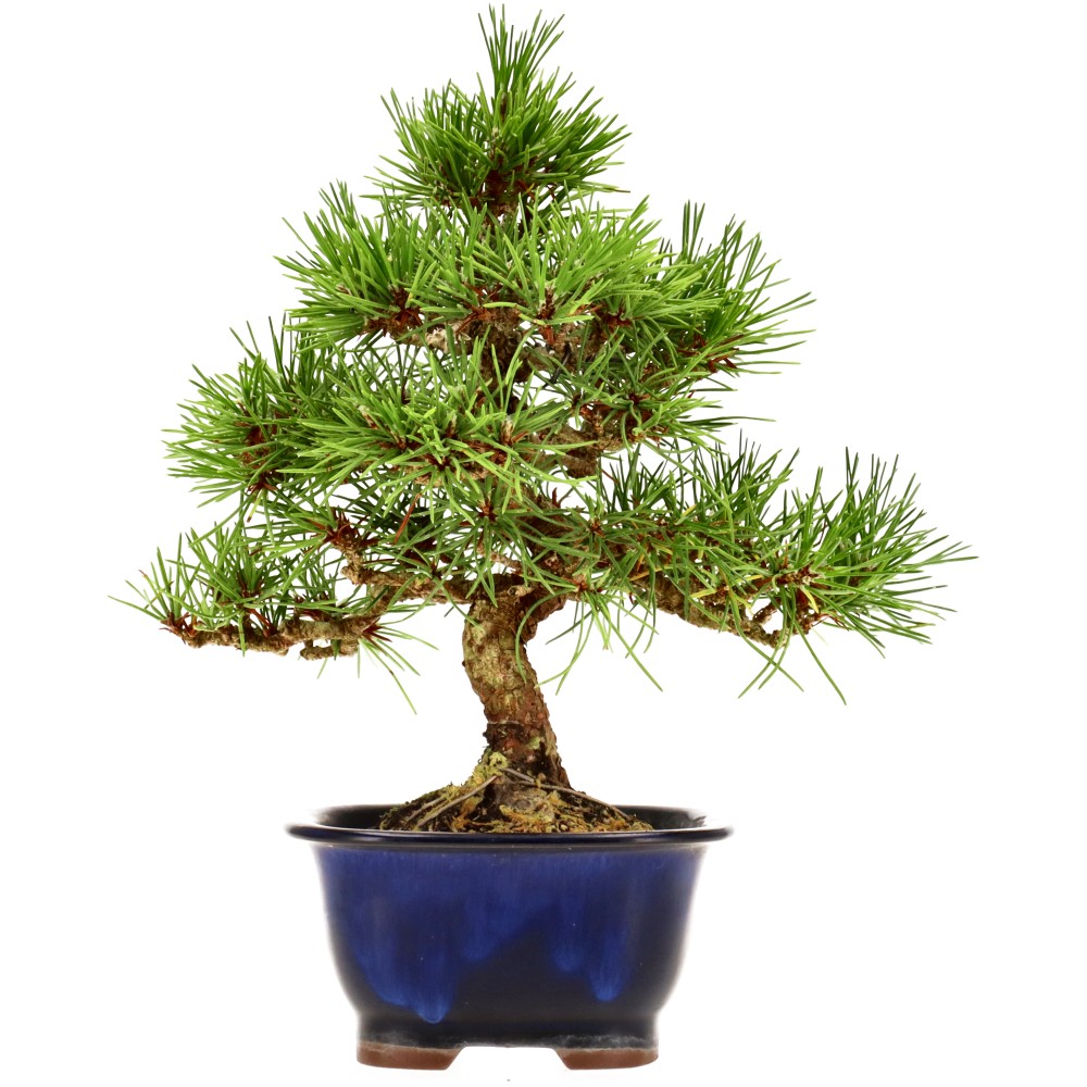 Japanse zwarte den, ca. 10 j. (20 cm)