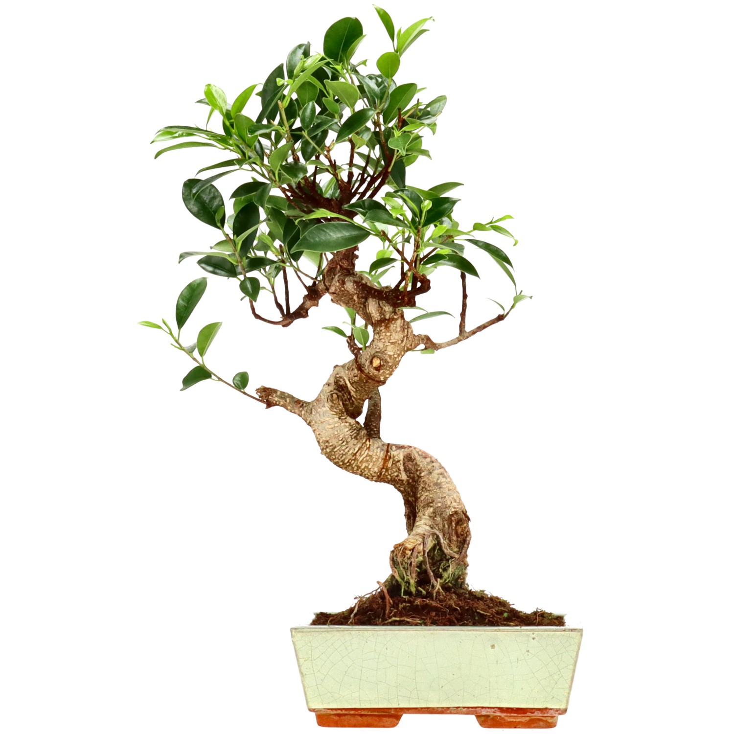 Vijgenboom, ca. 9 j. (36 cm)