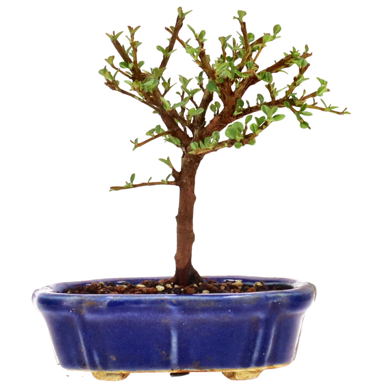 Cotoneaster microphylla, ca. 3 anni (14 cm)