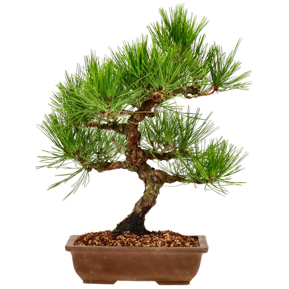 bonsai.fallbackImageTitle