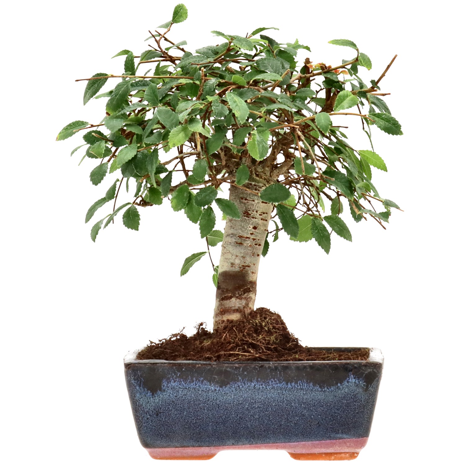 Orme de Chine, env. 7 ans (20 cm)