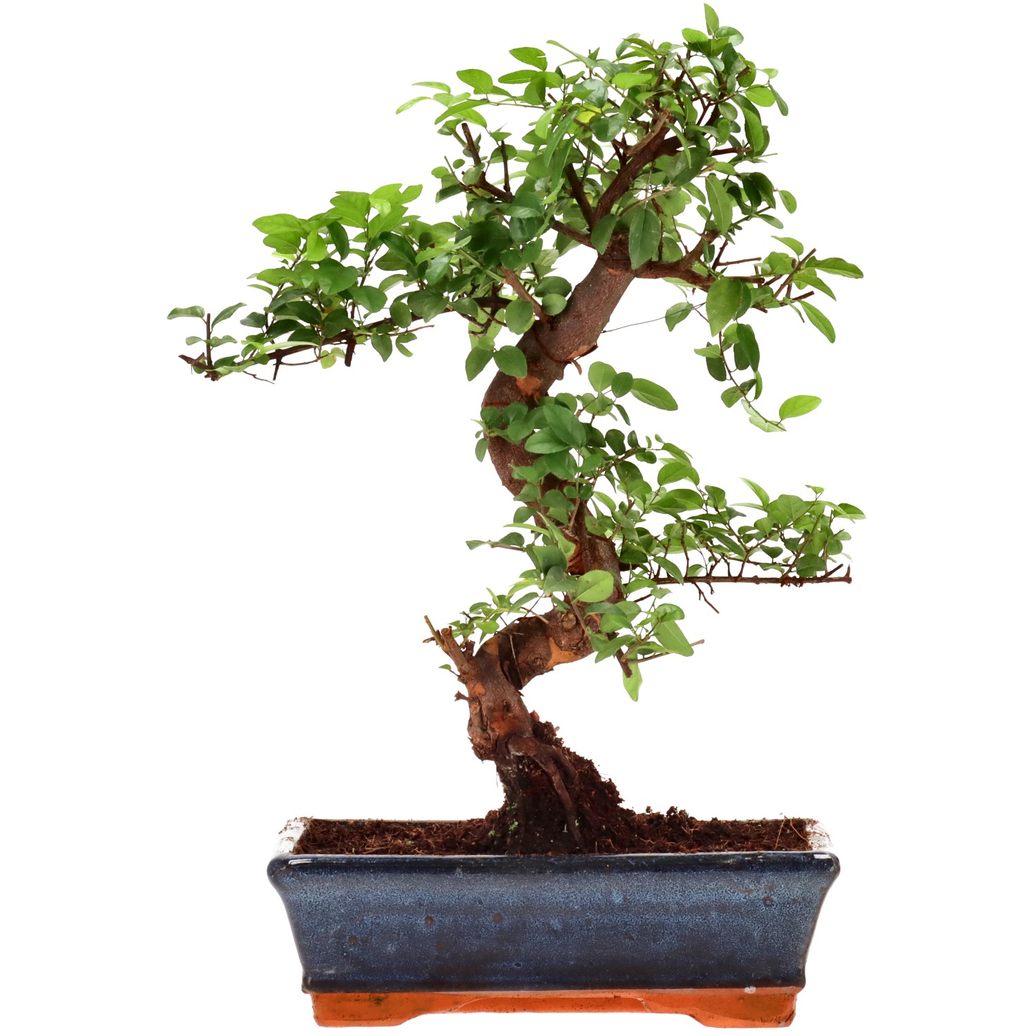 Chin. Bird Plum, approx. 12 y. (34 cm)