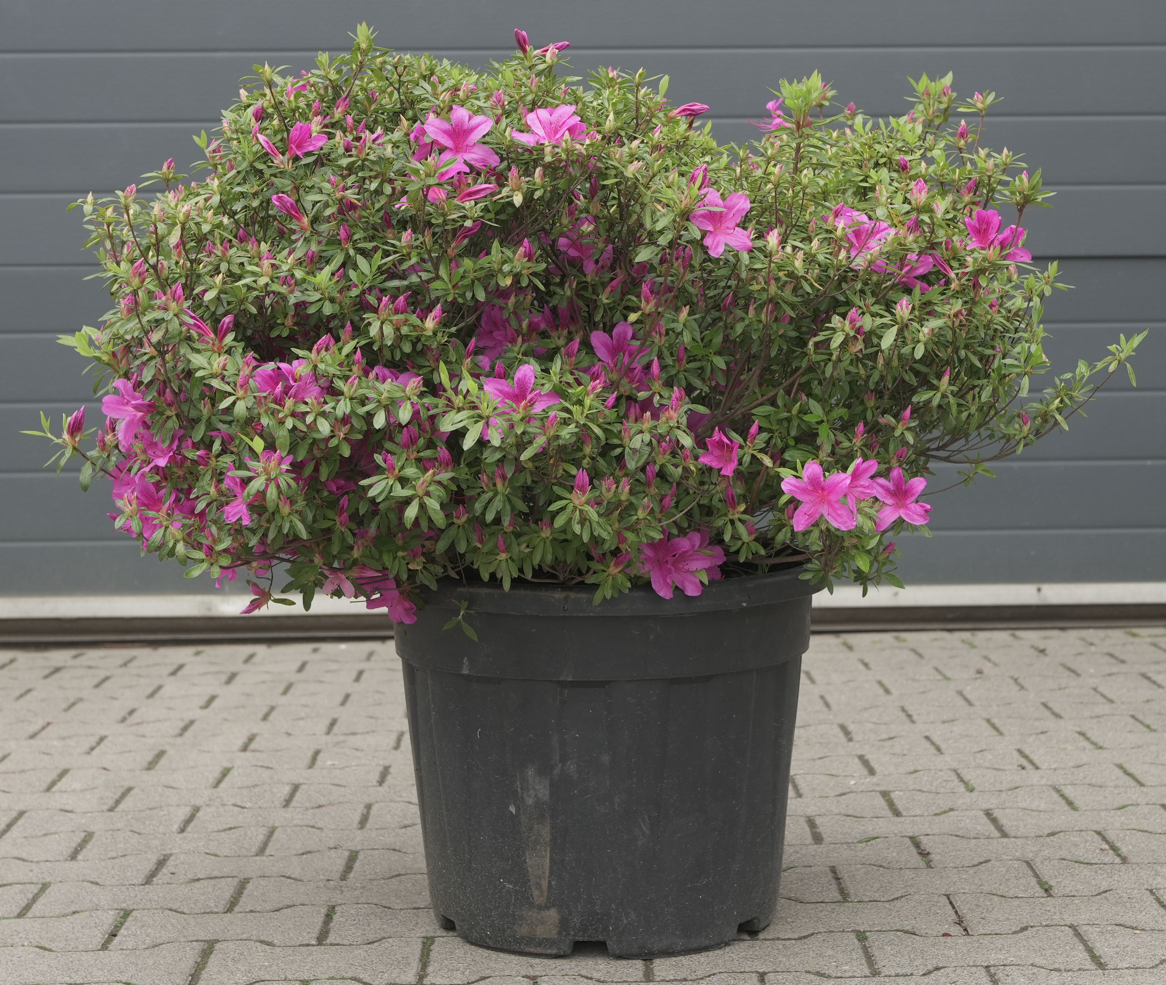 Gartenbonsai - jap. Azalee, ca. 15 Jahre (55 cm)