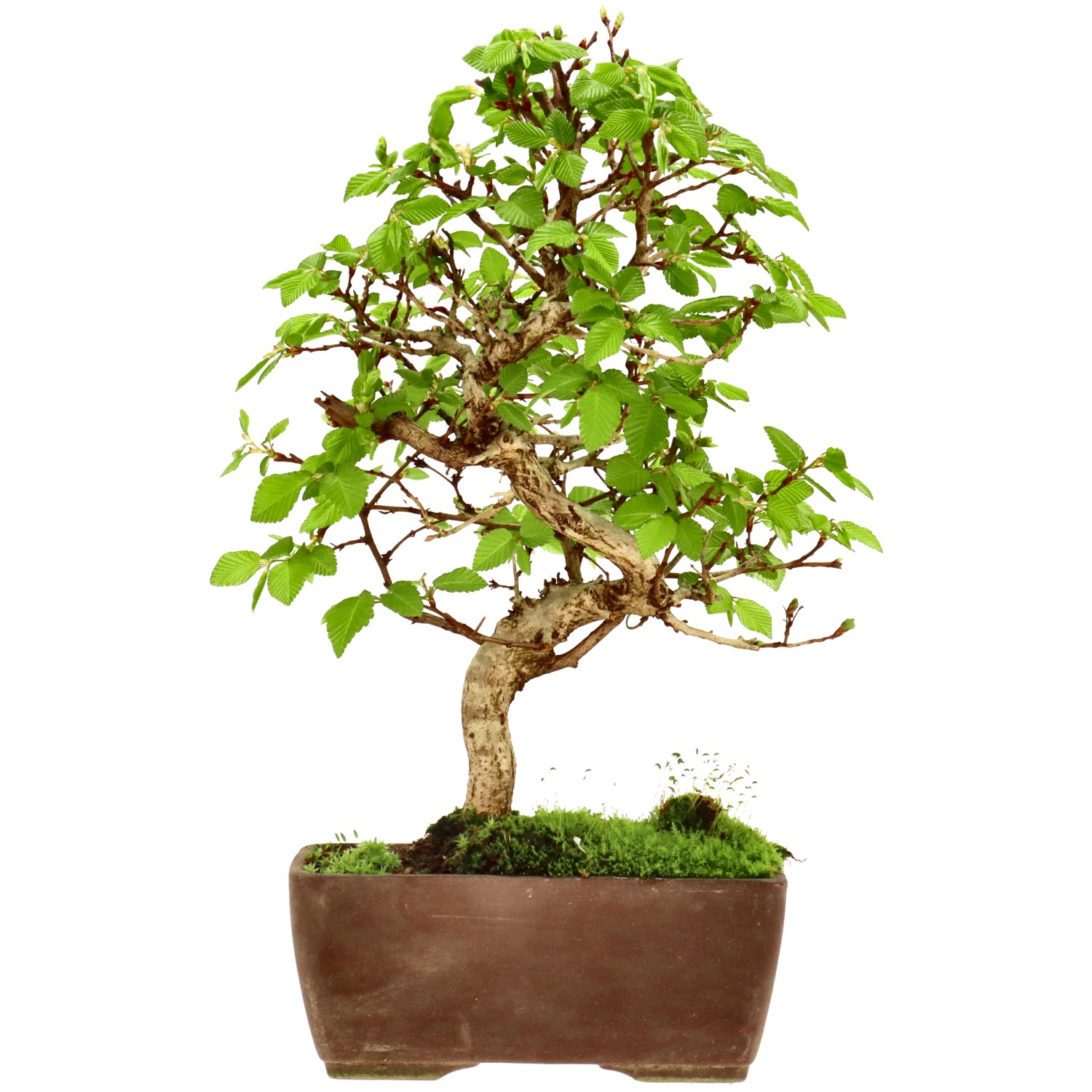 Carpino giapponese, ca. 10 anni (25 cm)