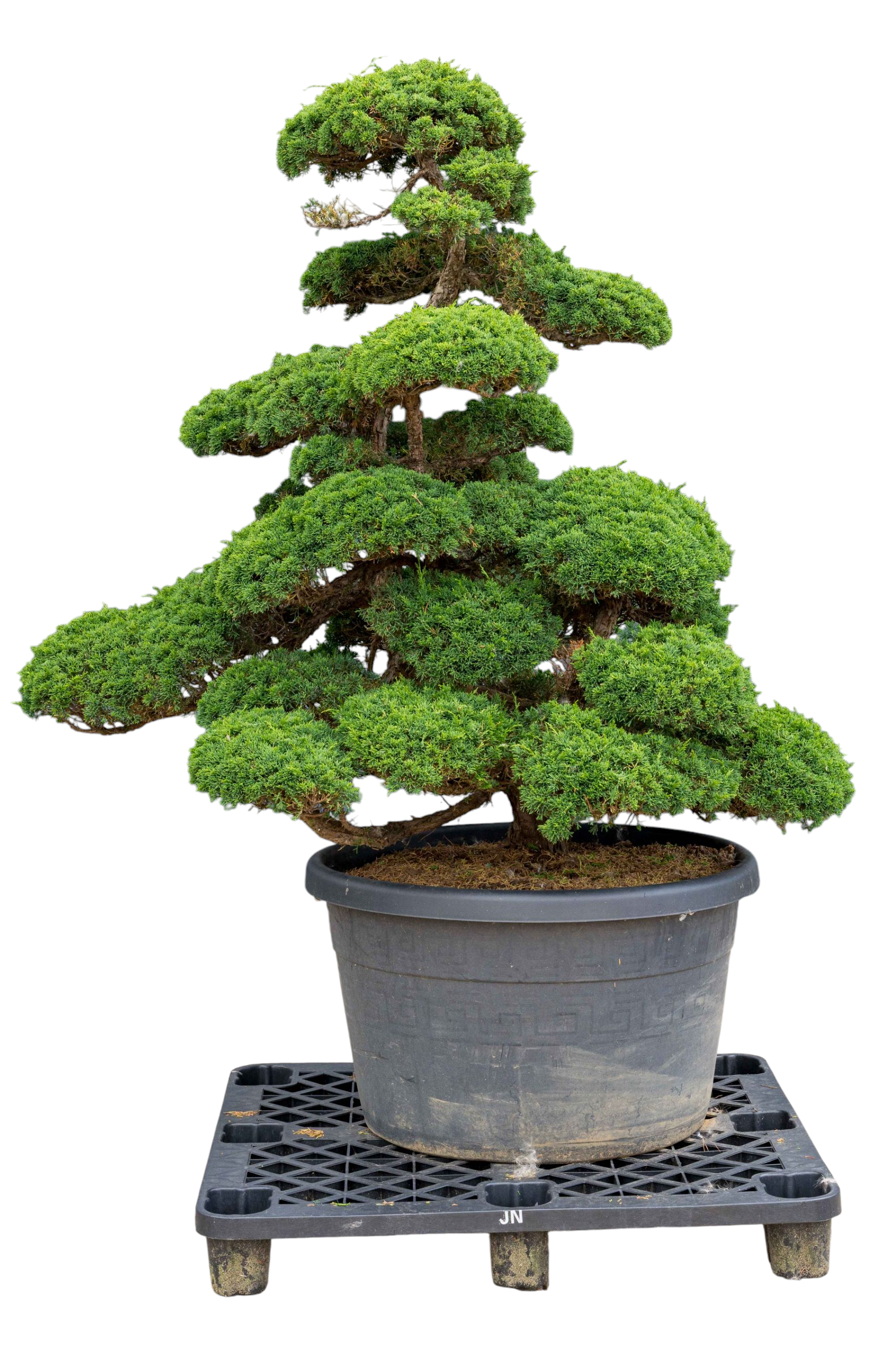 bonsai.fallbackImageTitle