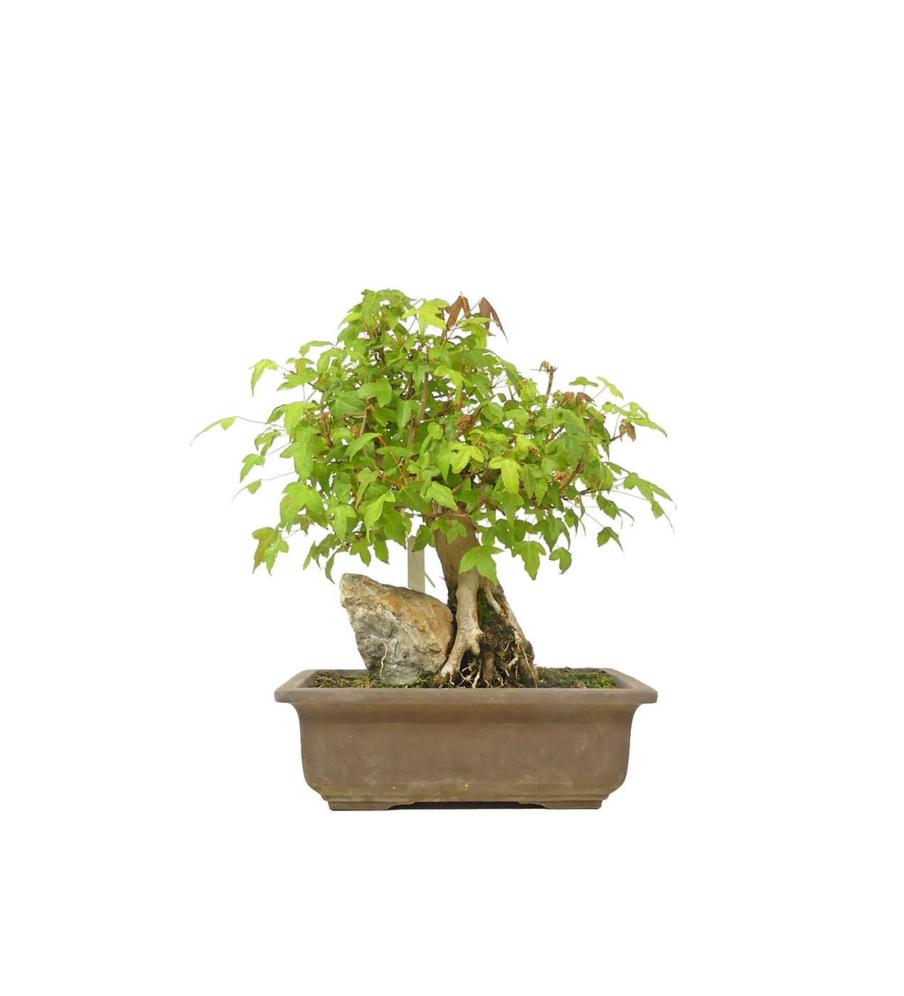 bonsai.fallbackImageTitle bonsai.fallbackImageTitle
