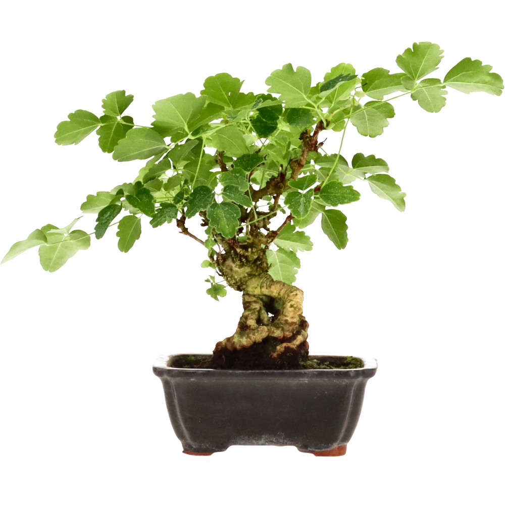 bonsai.fallbackImageTitle bonsai.fallbackImageTitle