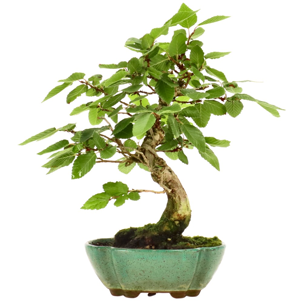 bonsai.fallbackImageTitle bonsai.fallbackImageTitle