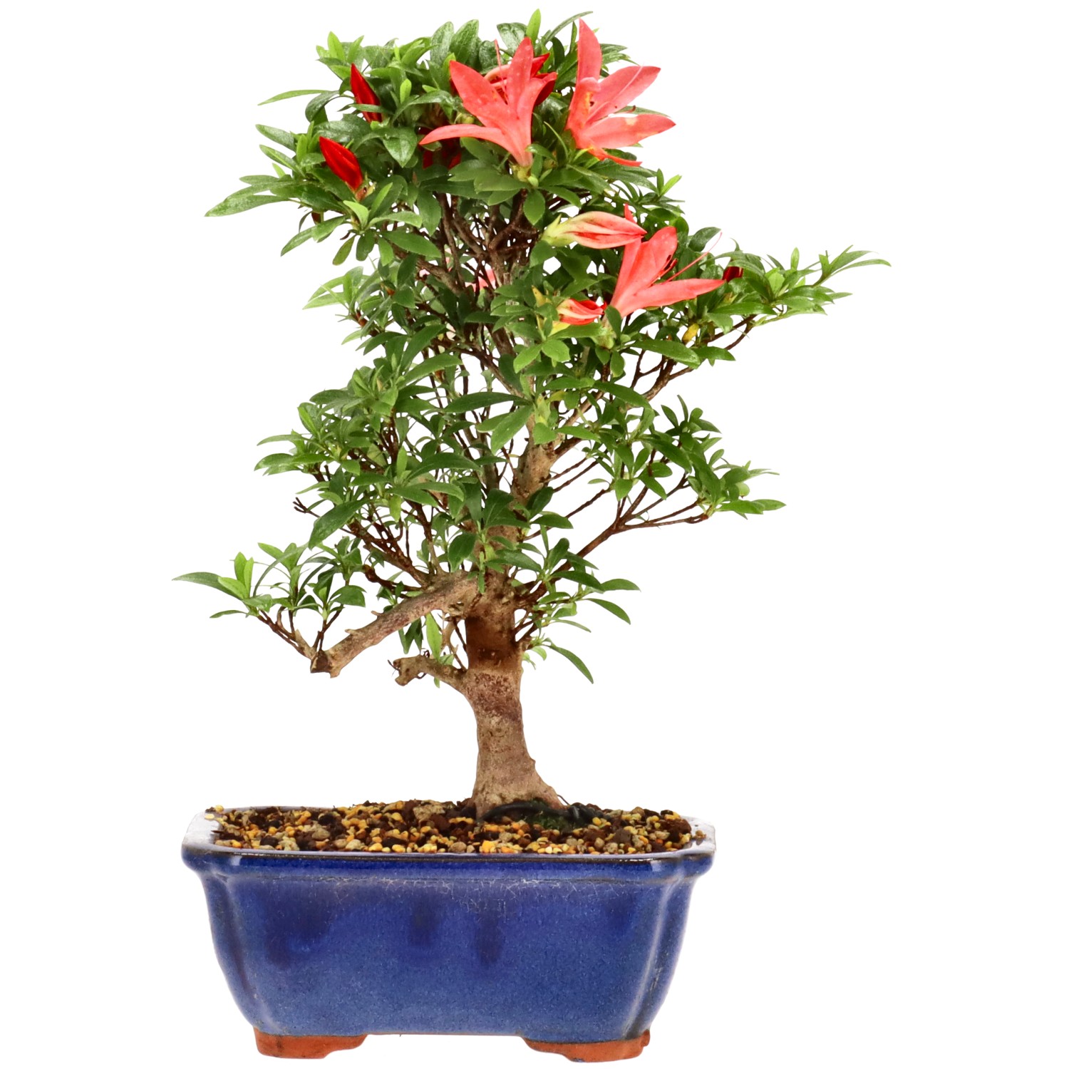 Azalea japónica, aprox. 8 años (23 cm)