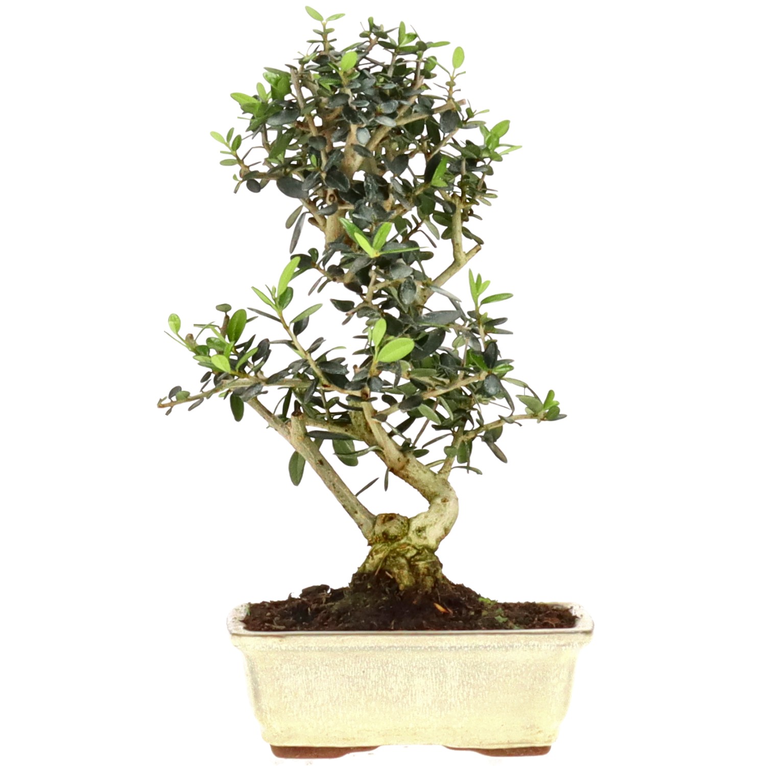 Wildolive, ca. 7 J. (26 cm)