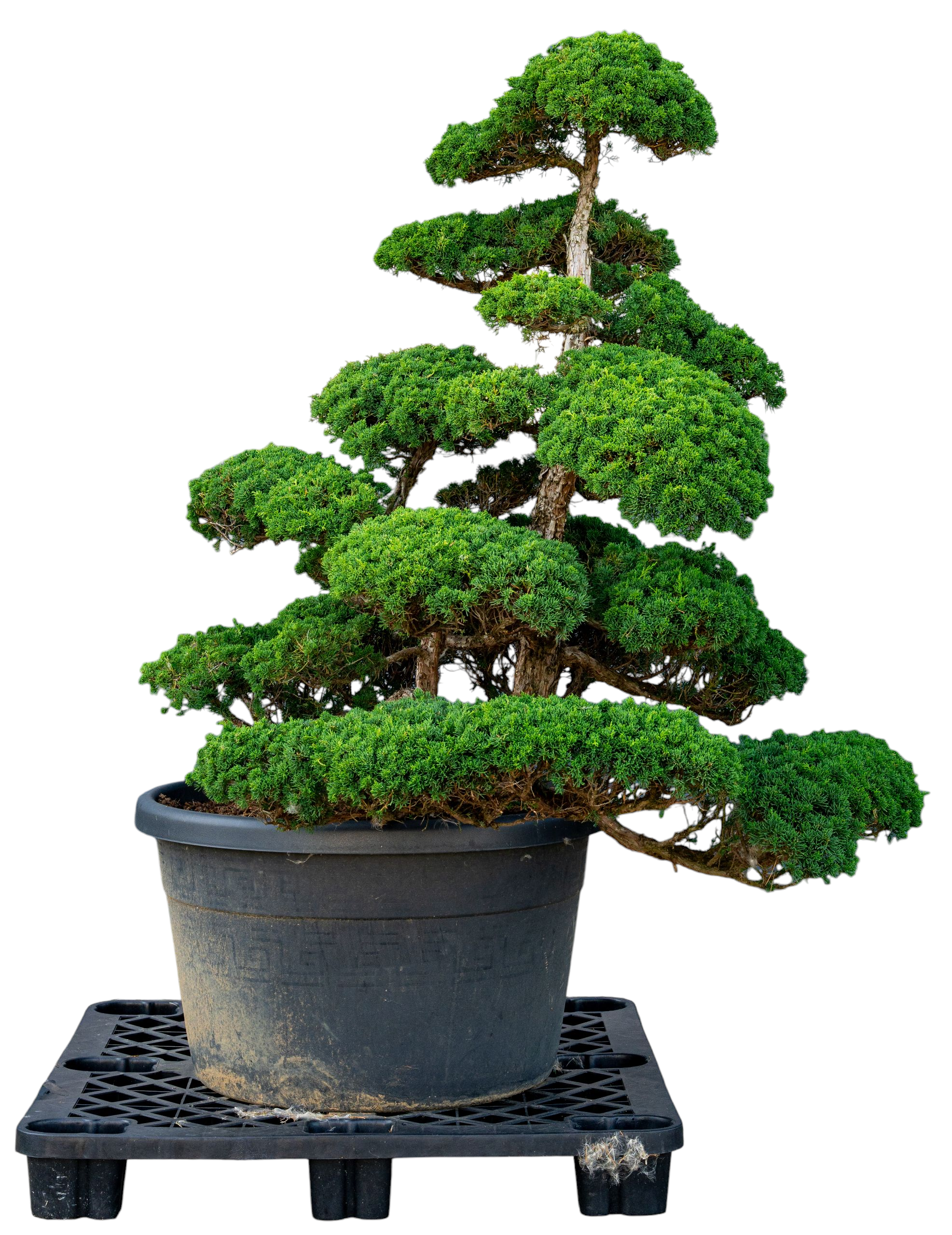 bonsai.fallbackImageTitle