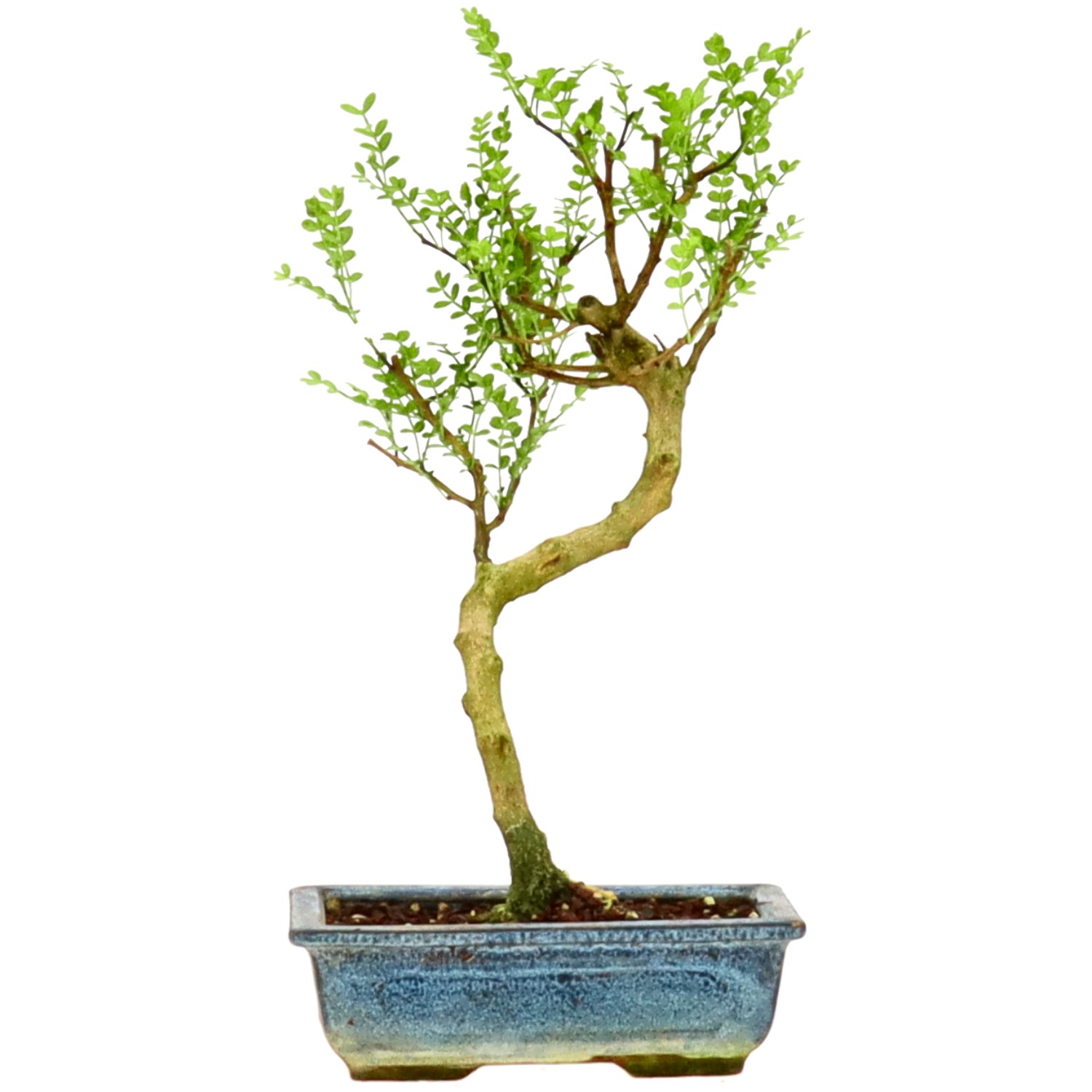 Pepe di Sichuan, ca. 9 anni (33 cm)