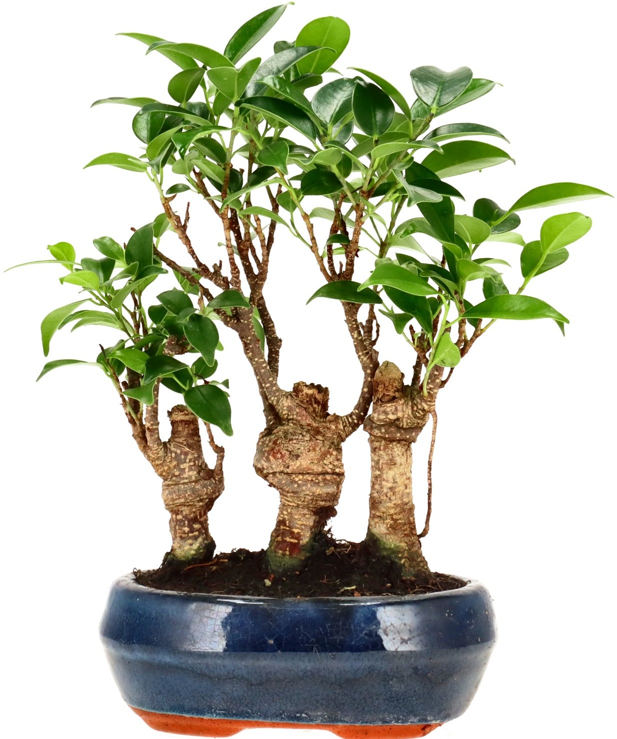 [Z029] Chin. Feigenbaum (Retusa), ca. 7 Jahre