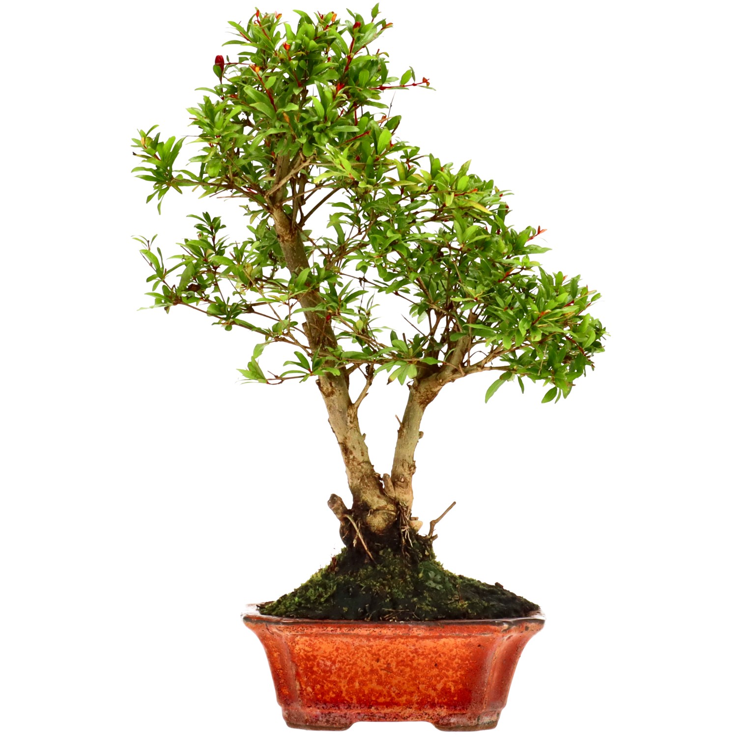 Melograno, ca. 8 anni (30 cm)