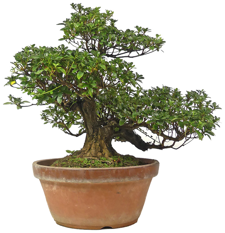 Jap. Azalee, ca. 30 J. (46 cm) Slider Bild