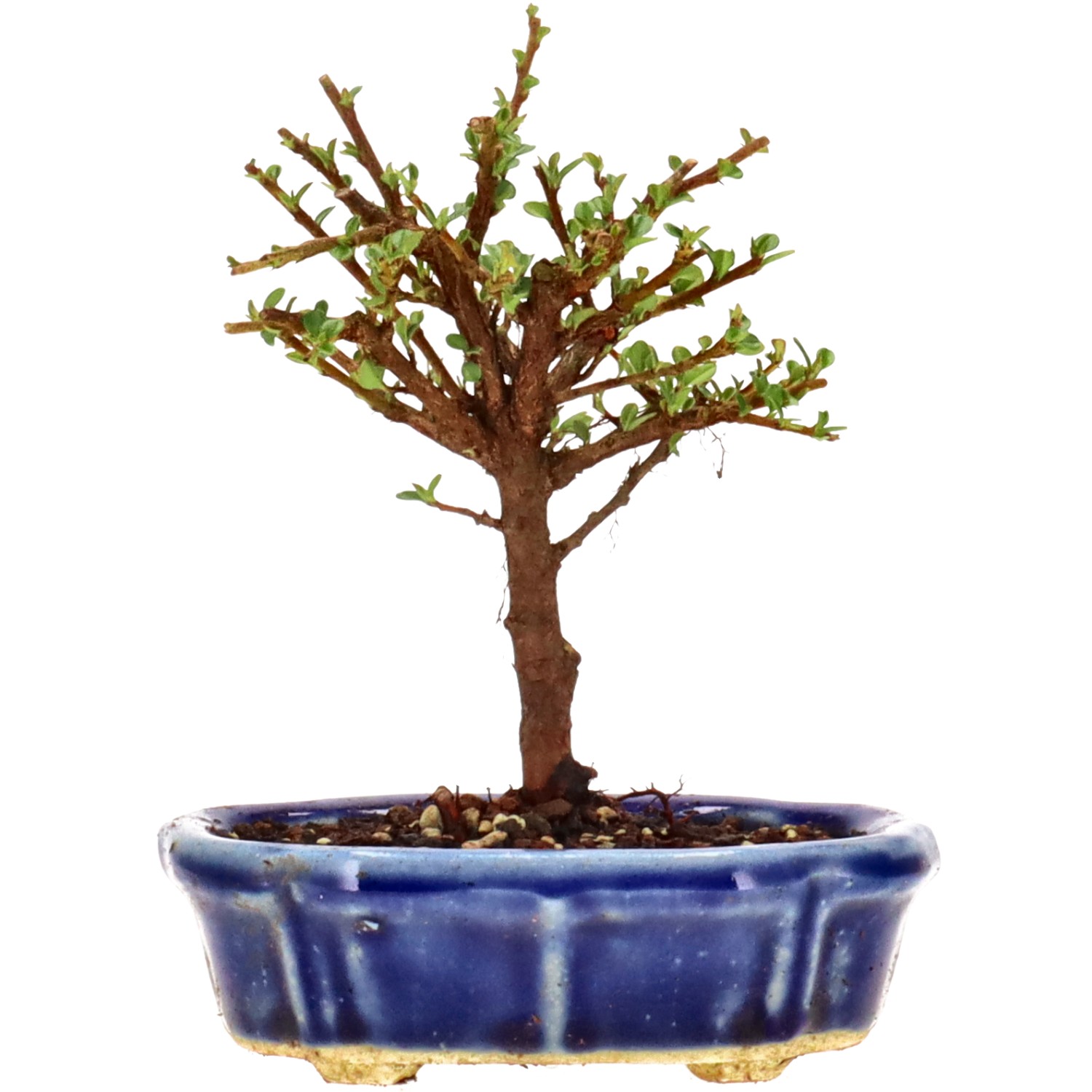 Cotoneaster microphylla, ca. 3 anni (13 cm)
