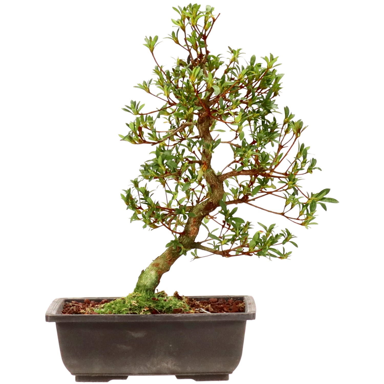 Azalea giapponese, ca. 12 anni (35 cm)