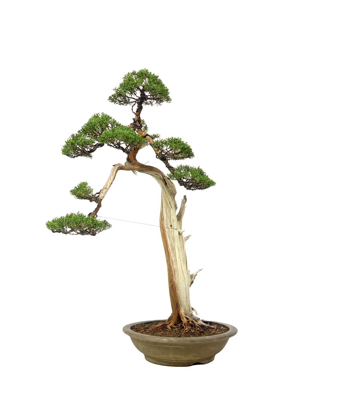 bonsai.fallbackImageTitle bonsai.fallbackImageTitle